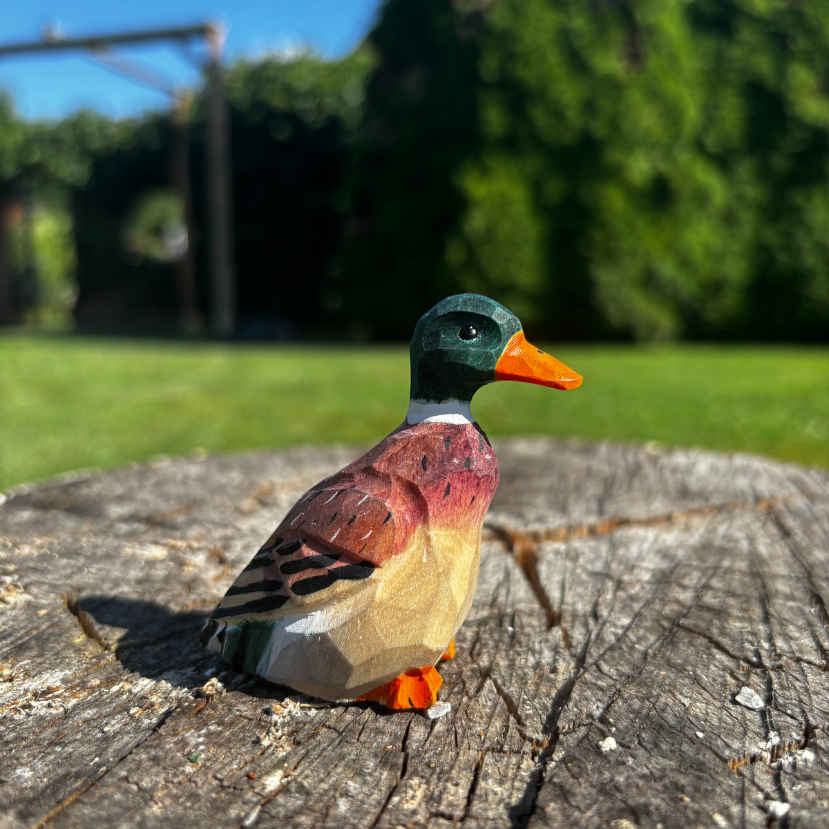 Kachna 🦆