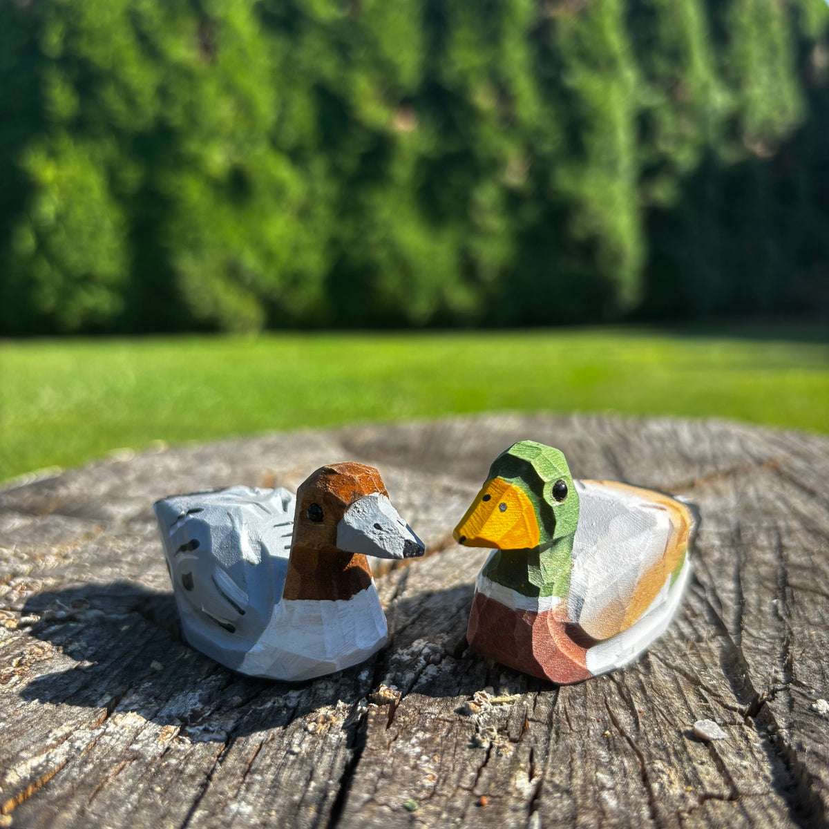 Kachny 🦆