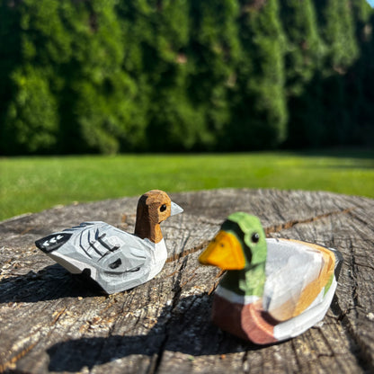 Kachny 🦆