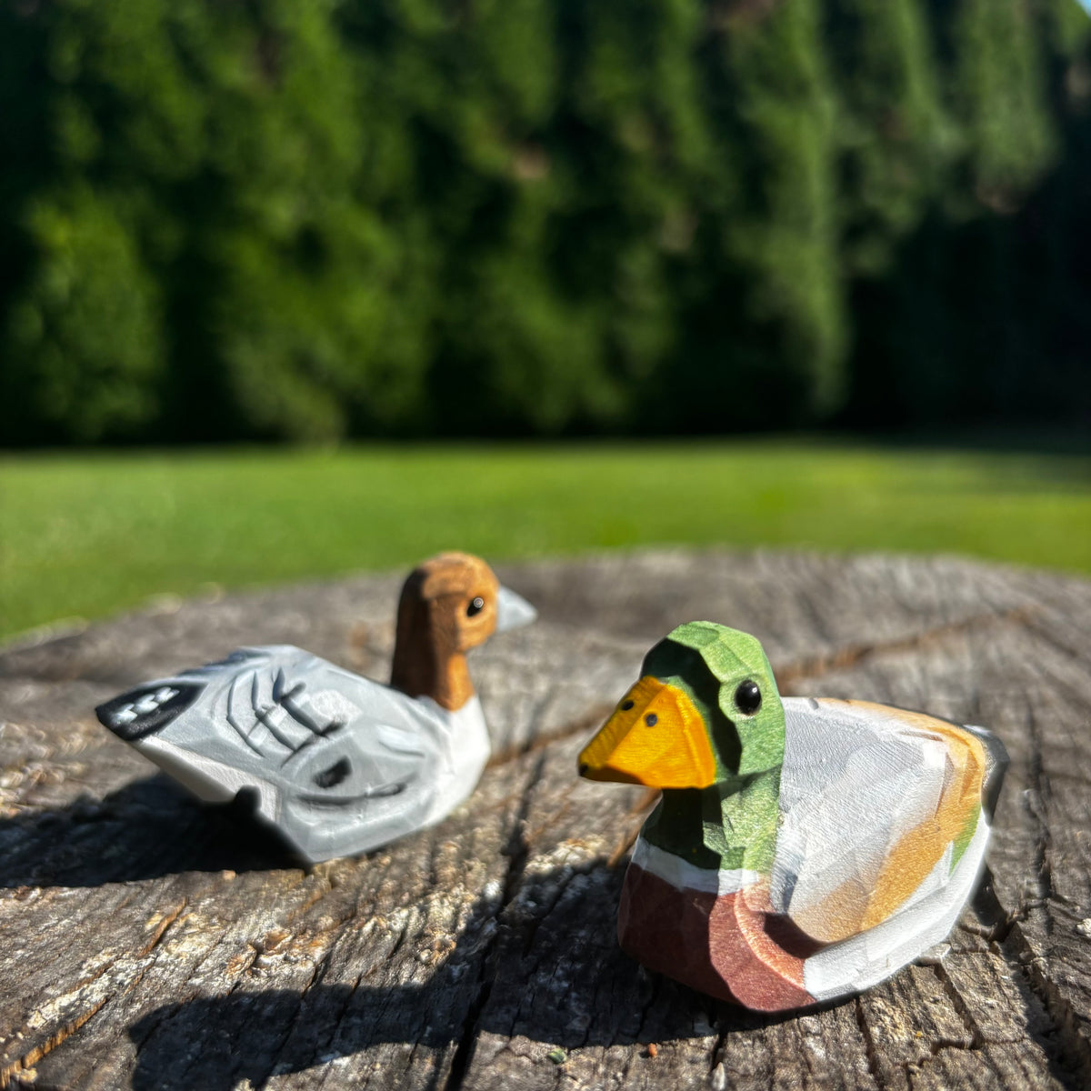 Kachny 🦆