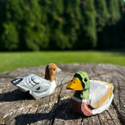 Kachny 🦆