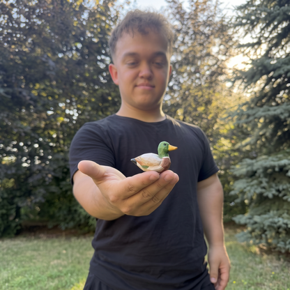 Kachny 🦆